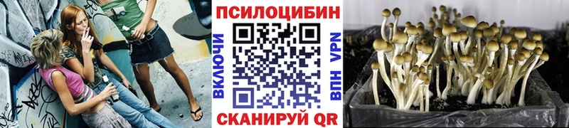 дарнет шоп  Медногорск  Галлюциногенные грибы мицелий 